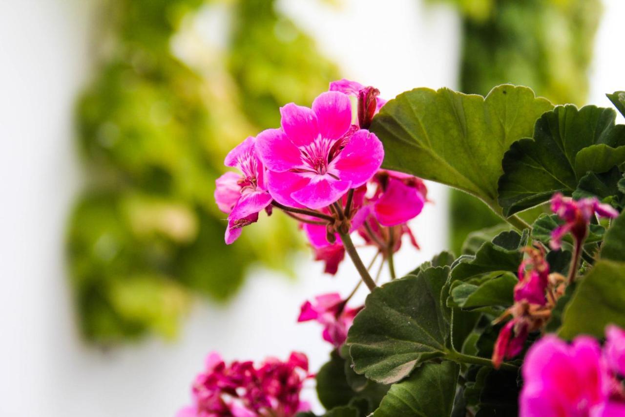 Casa Rural Catifalarga Alpujarra กาปีเลย์รา ภายนอก รูปภาพ